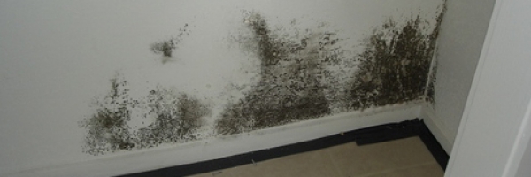 mould-removal-2